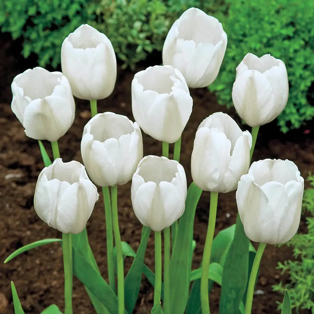 Triumph Tulip Pays Bas - Image 2