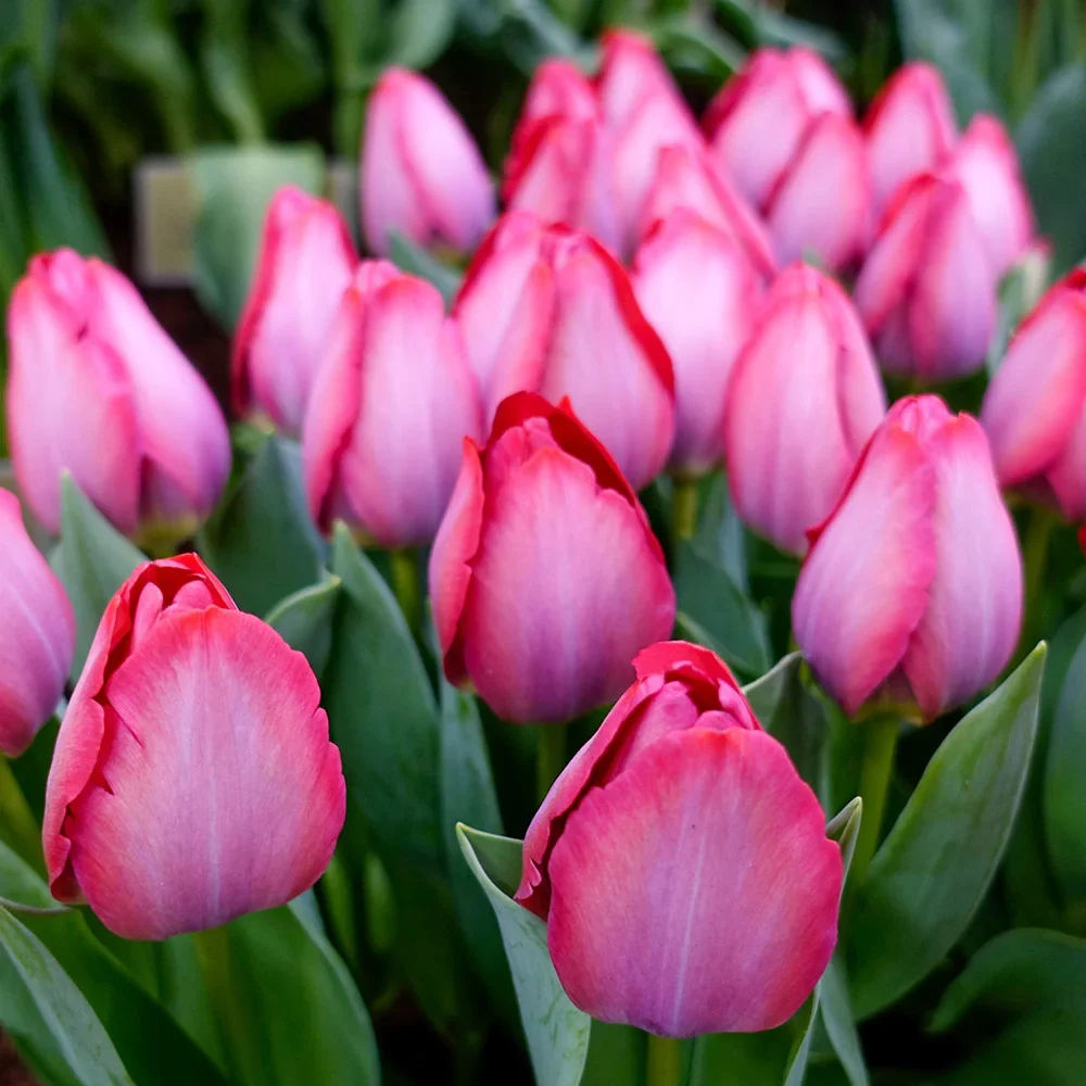 Triumph Tulip Pink Sound - Image 3