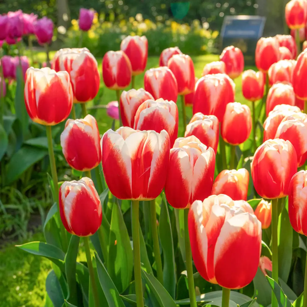 Triumph Tulip Roman Empire - Image 2