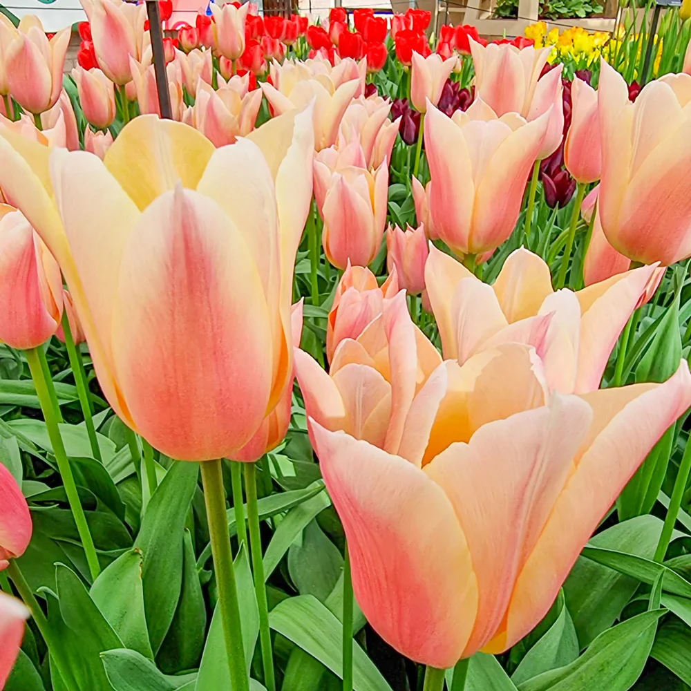 Triumph Tulip Sanne - Image 2