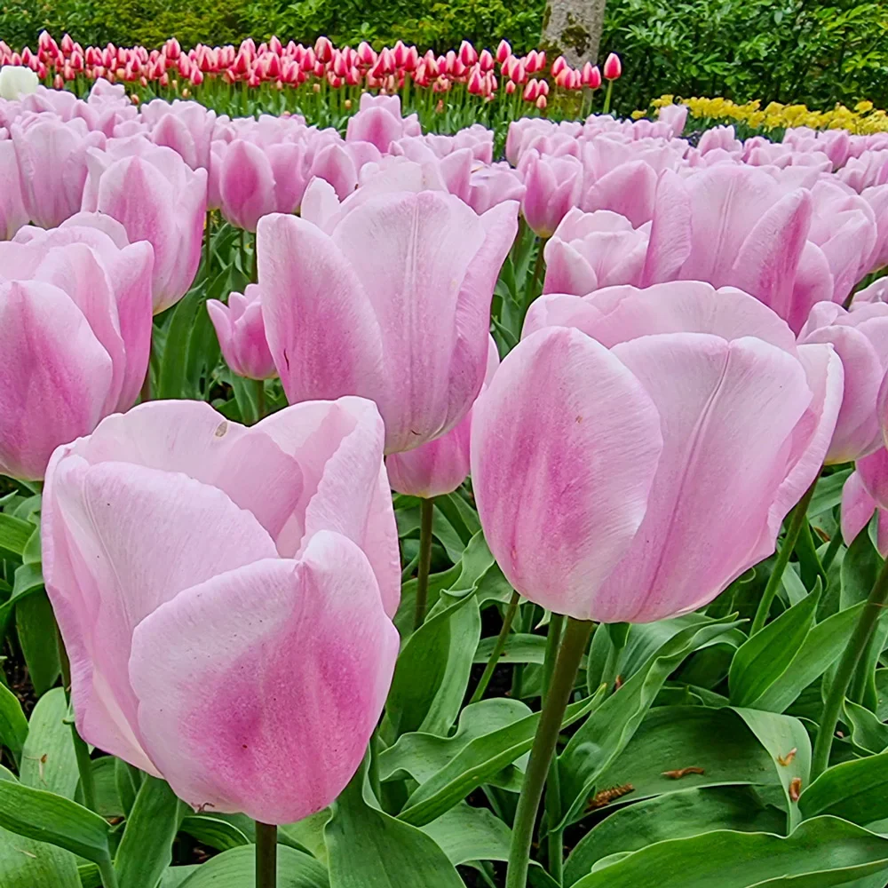Triumph Tulip Synaeda Amor - Image 2