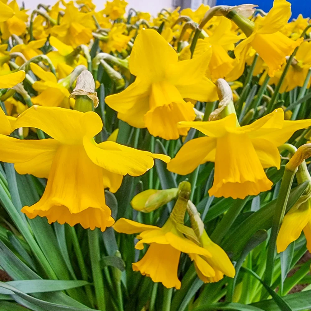 Trumpet Daffodil Growers Pride - Image 2