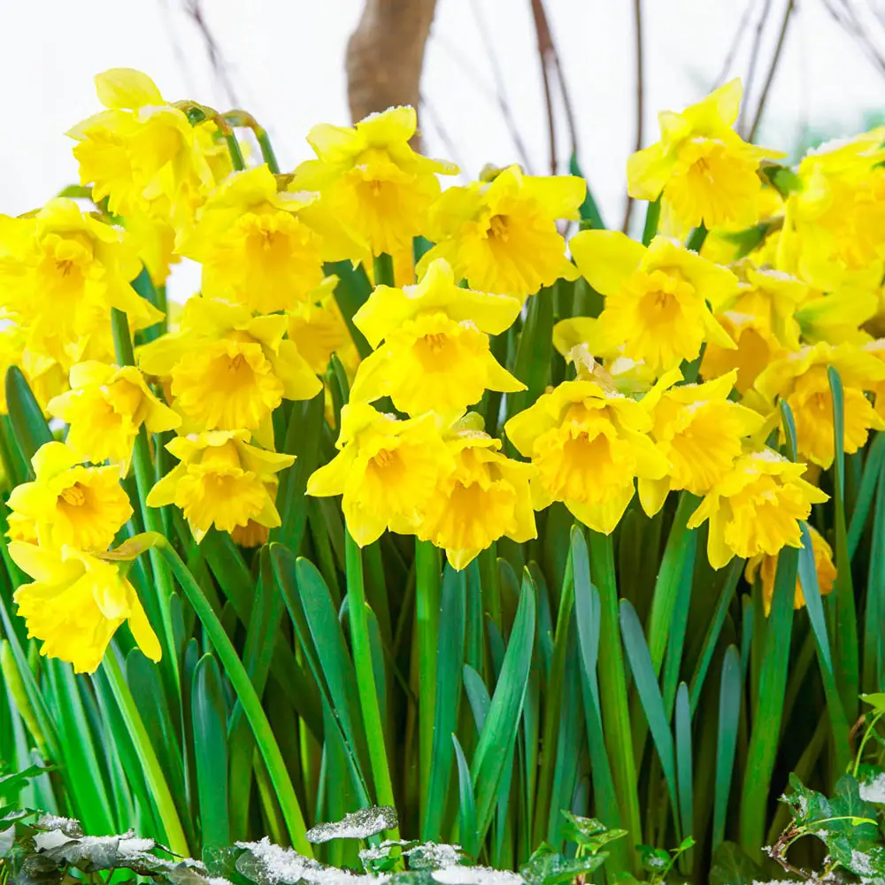 Trumpet Daffodil Rijnveld's Early Sensation - Image 2