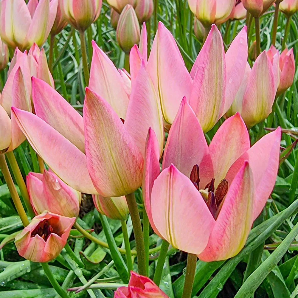 Tulip Danique