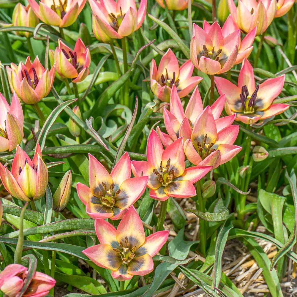 Tulip Danique - Image 4