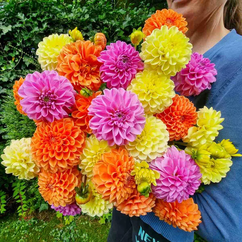 Tutti-Frutti Dahlia Blend - Image 3