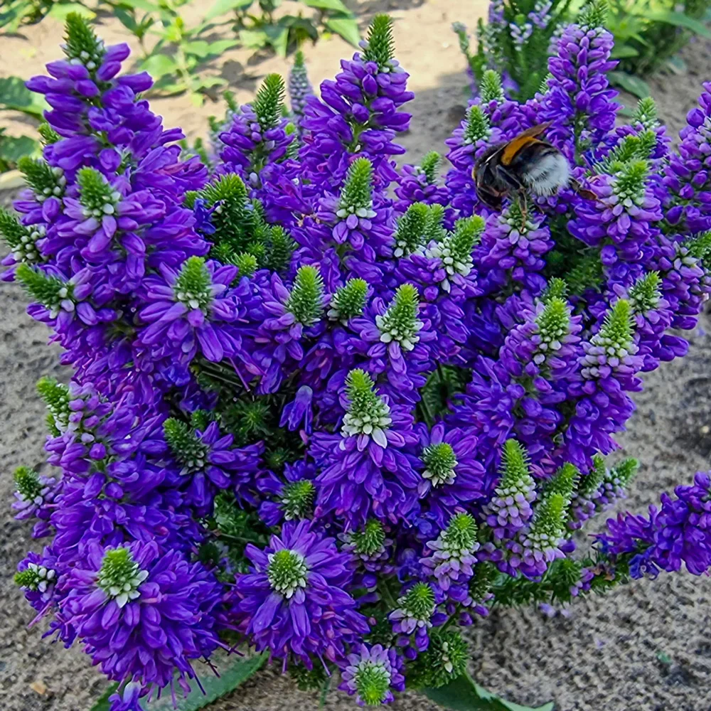 Veronica Baby Bloomer Blue