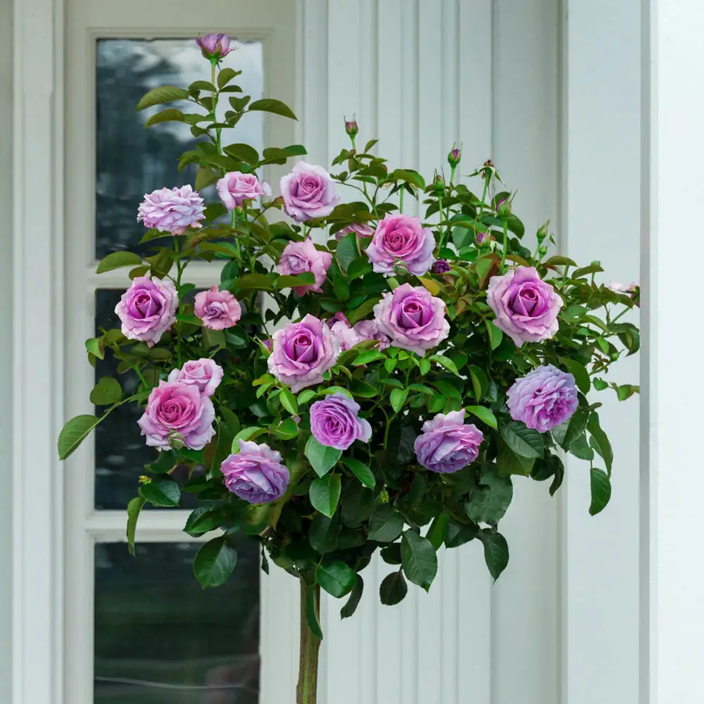 36" Tree Rose Violet's Pride™ - Image 2