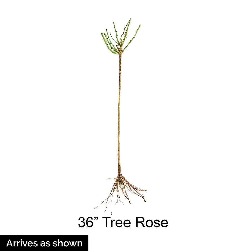 36" Tree Rose Violet's Pride™ - Image 3