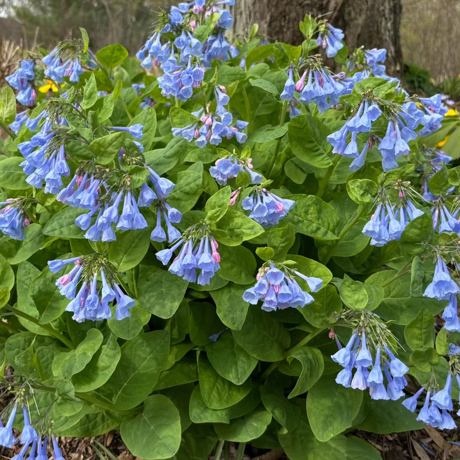 Virginia Bluebells