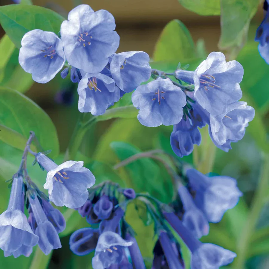 Virginia Bluebells - Image 3
