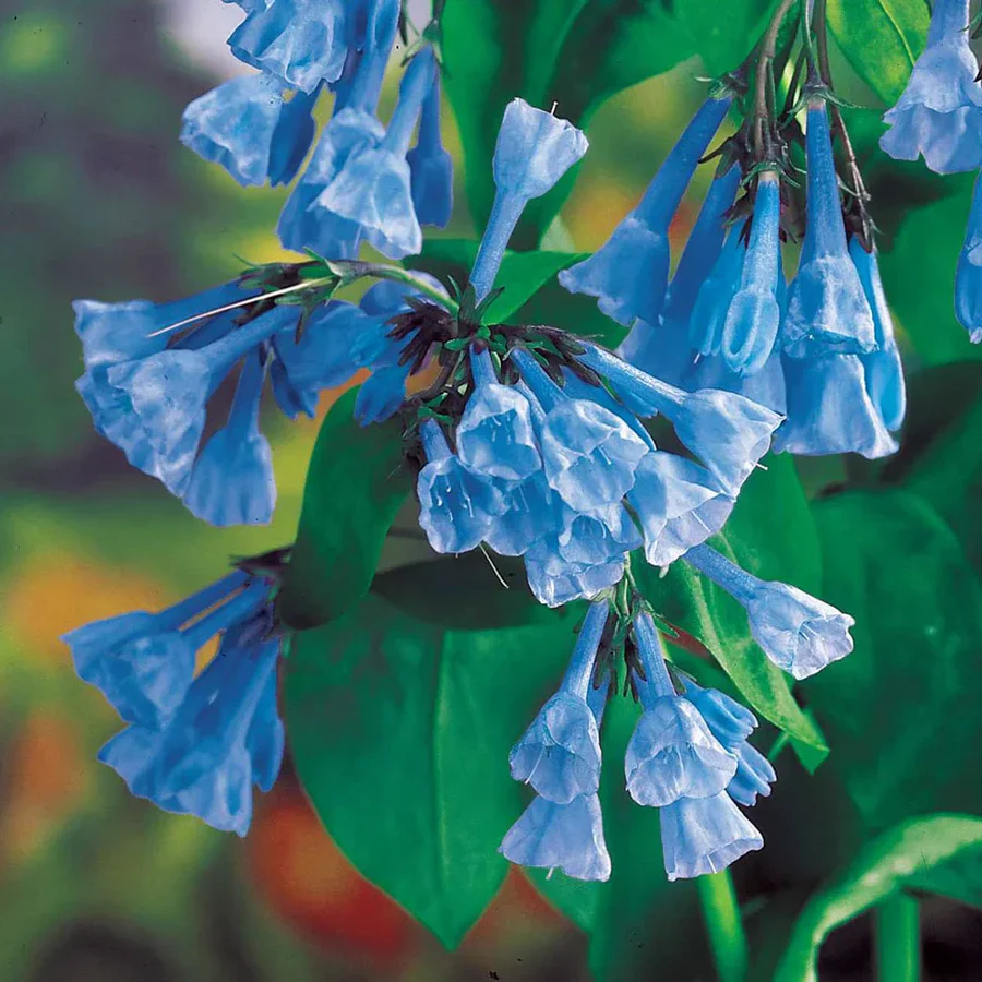 Virginia Bluebells - Image 4