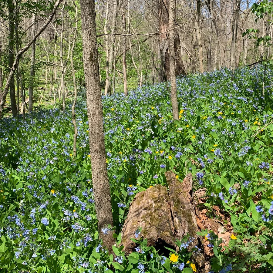 Virginia Bluebells - Image 6