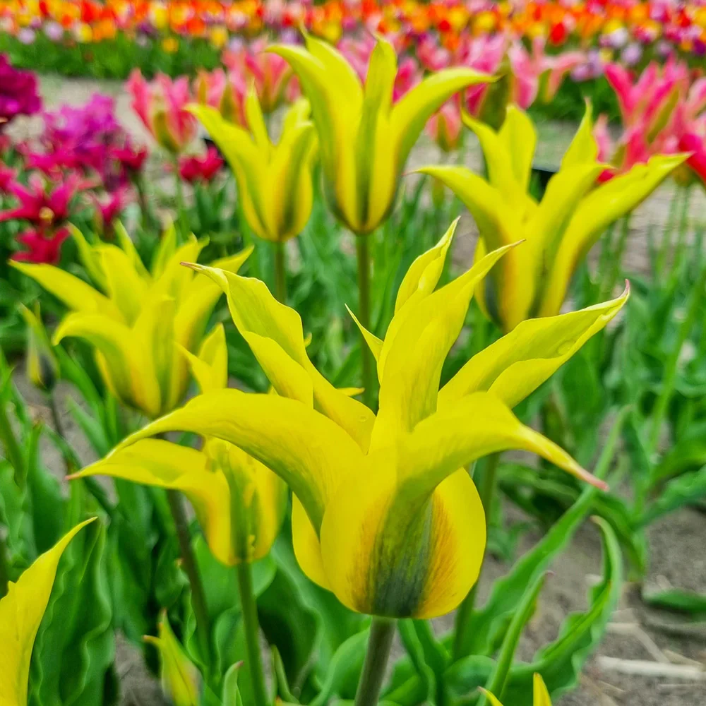 Viridiflora Tulip Formosa - Image 2
