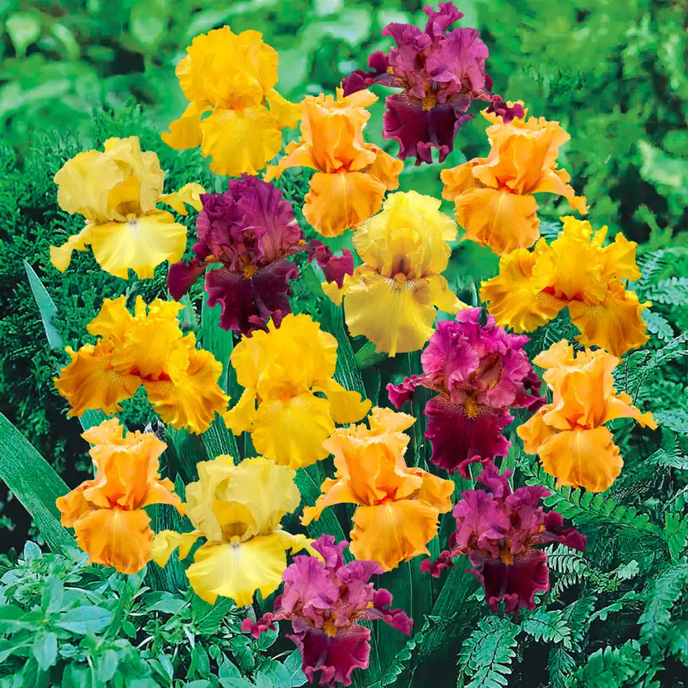 Western Sky German Iris Mix