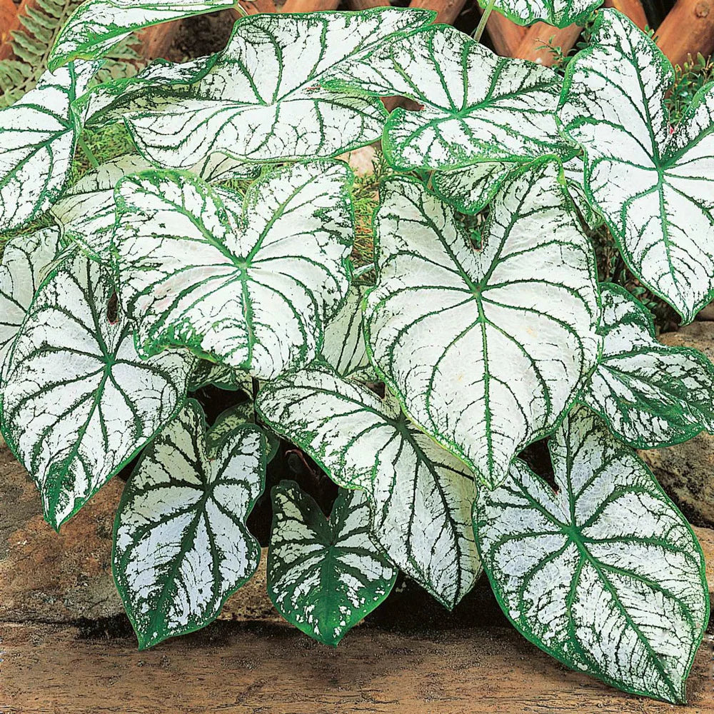 Caladium White Christmas
