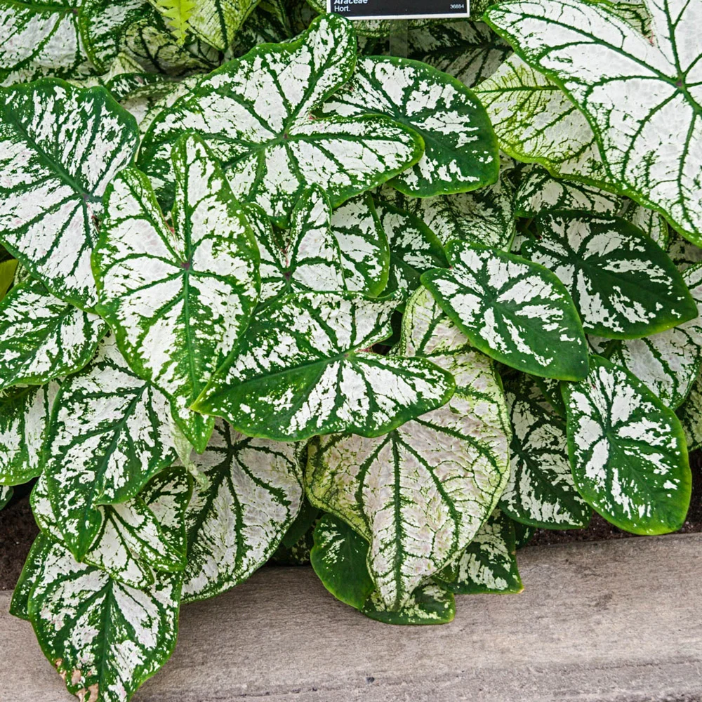 Caladium White Christmas - Image 2