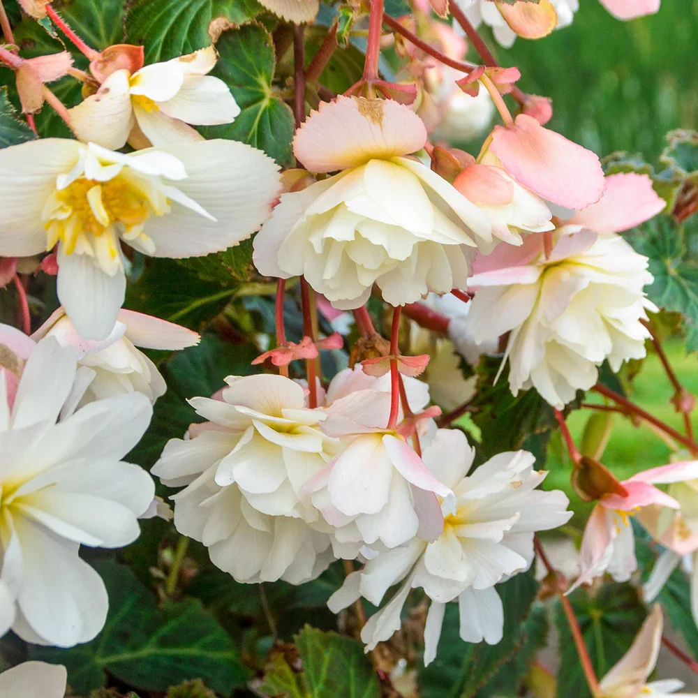 Double Hanging Basket Begonias White - Image 2