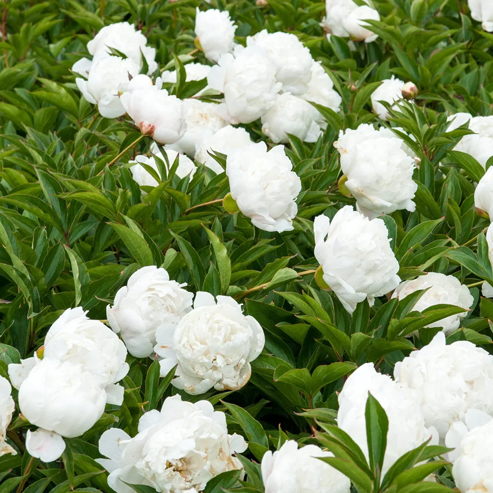 Double Peony White
