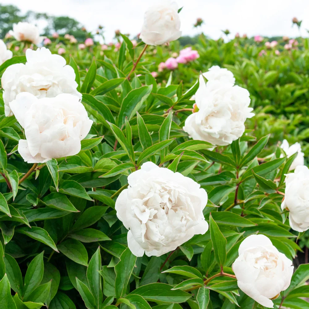 Double Peony White - Image 2