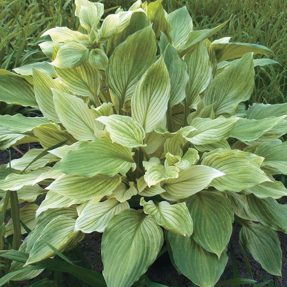 Hosta White Feather - Image 2
