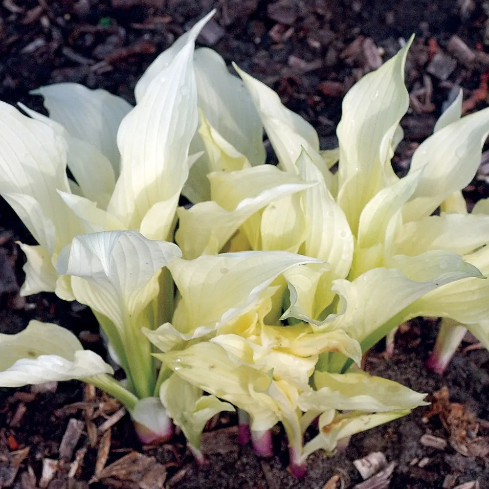 Hosta White Feather - Image 6