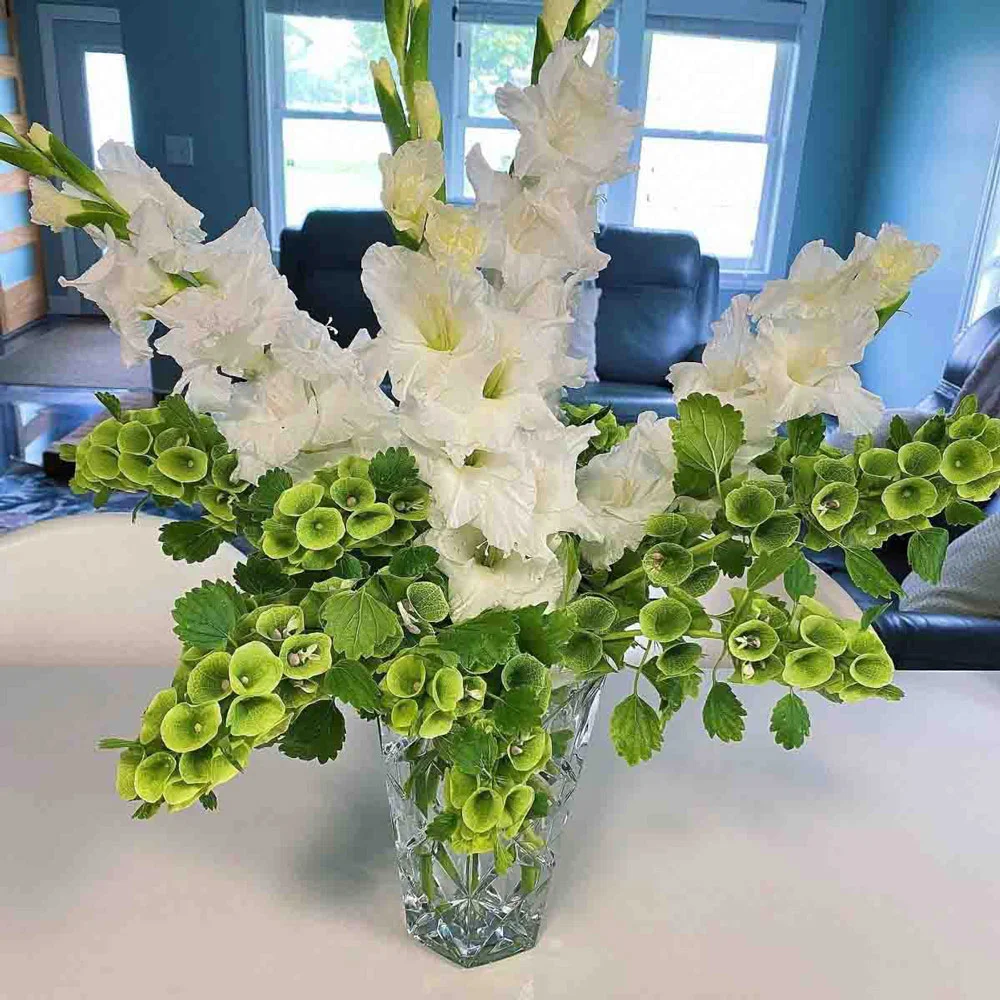 Gladiolus White Prosperity - Image 2