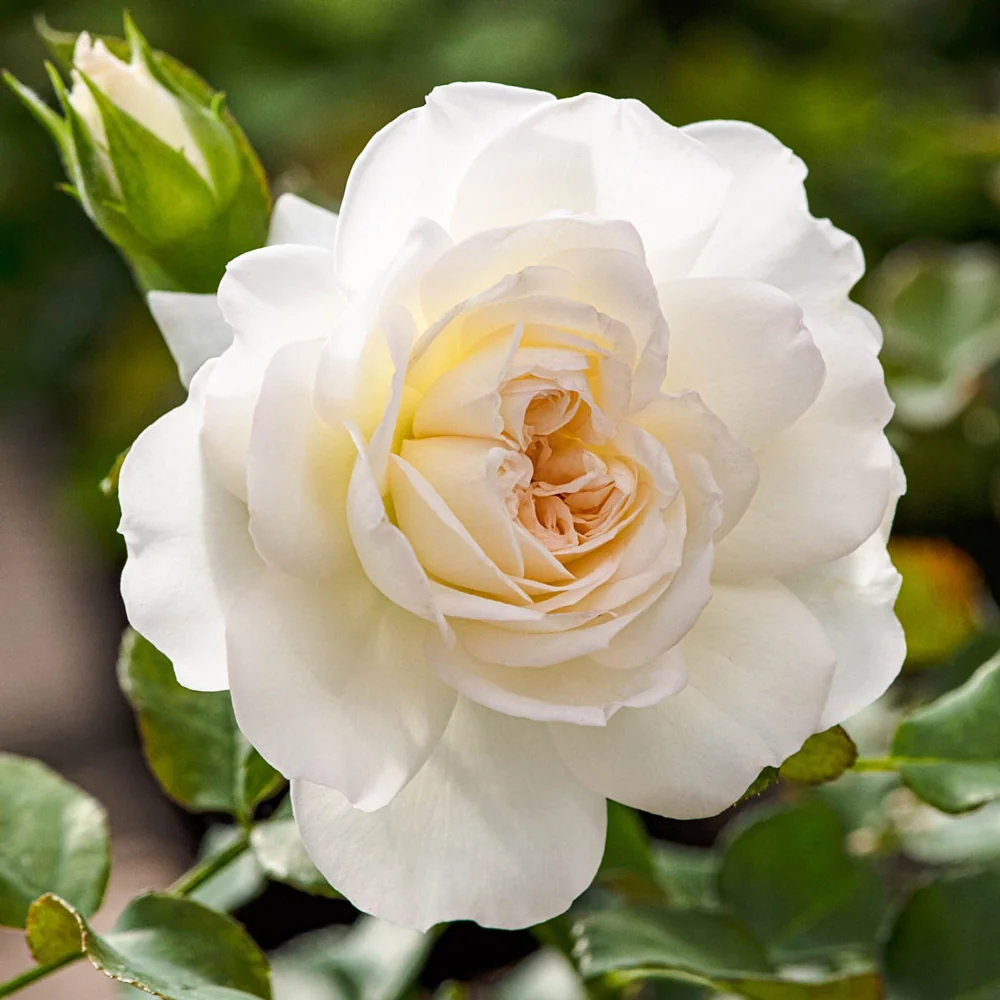 White Meidiland® Groundcover Rose - Image 2