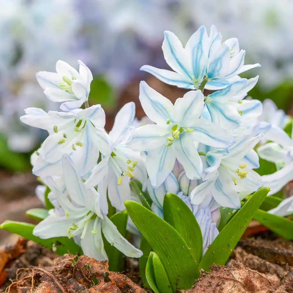 White Squill