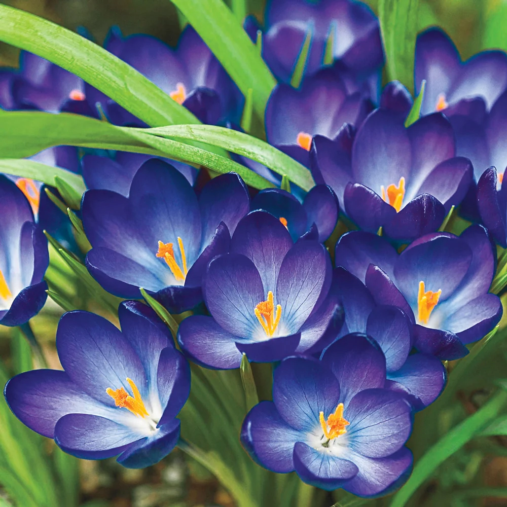 Species Crocus Whitewell Purple (tommasinianus)