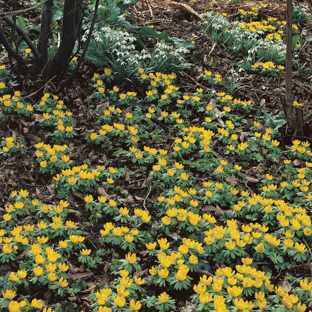 Winter Aconite - Image 2