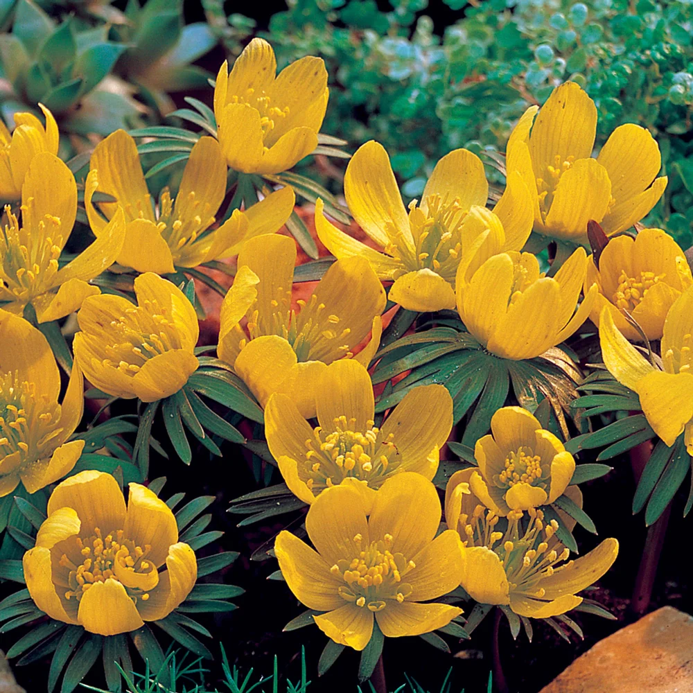 Winter Aconite - Image 4