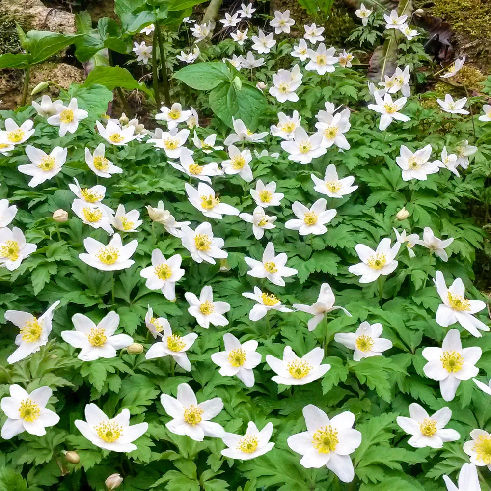 Wood Anemone - Image 2