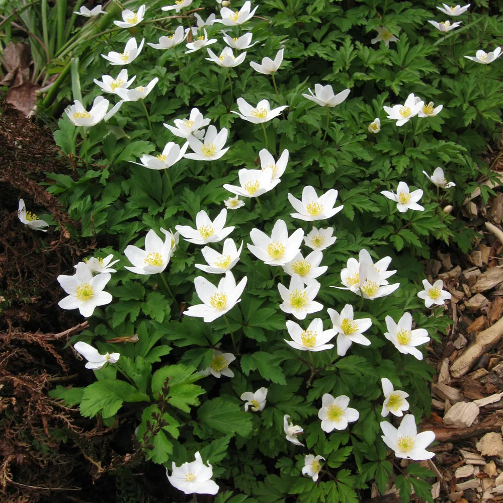 Wood Anemone - Image 4
