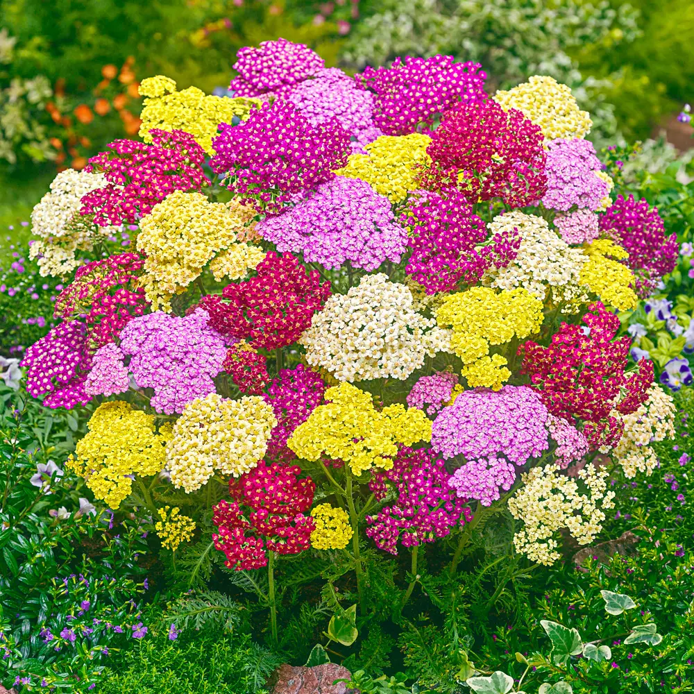 Yarrow Mixed Colors - Image 4
