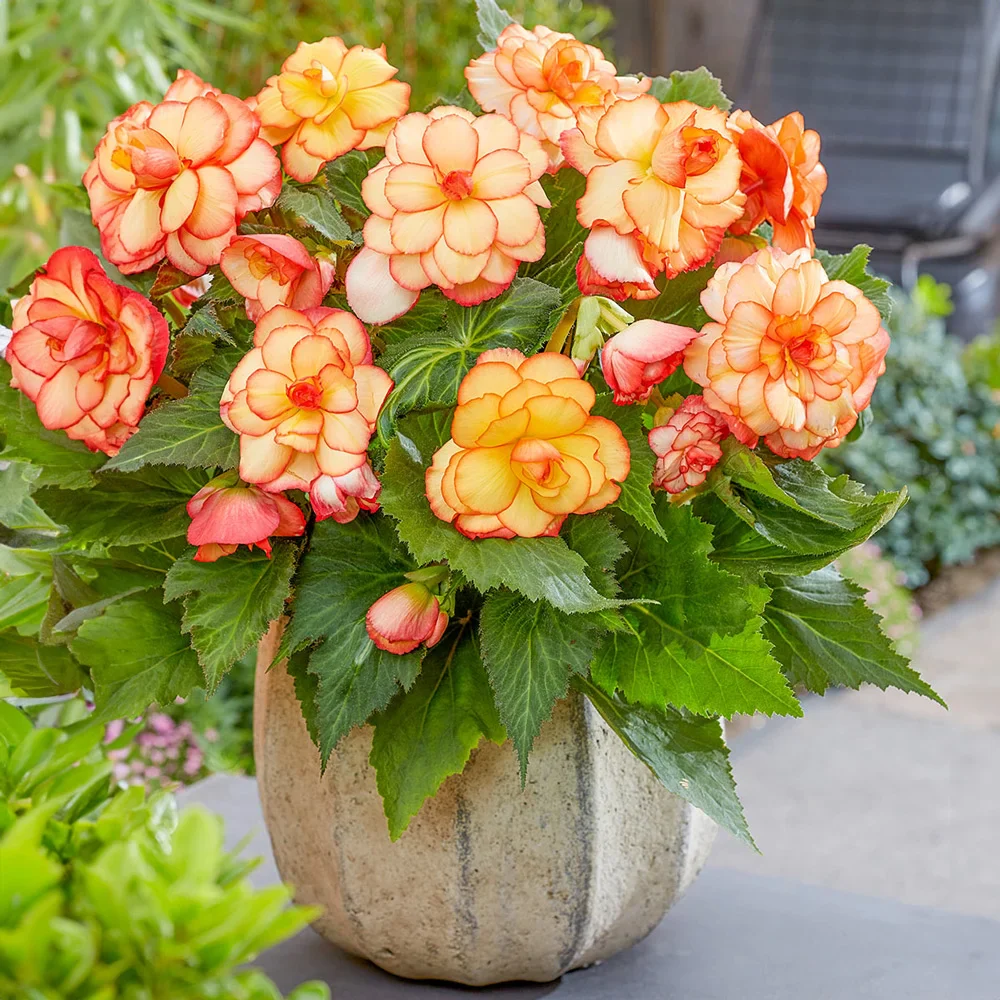 Picotee Begonias Yellow-Red - Image 4