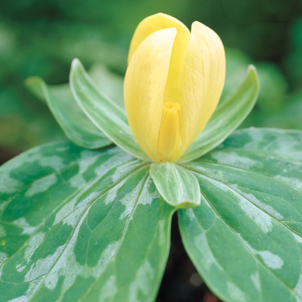 Yellow Trillium