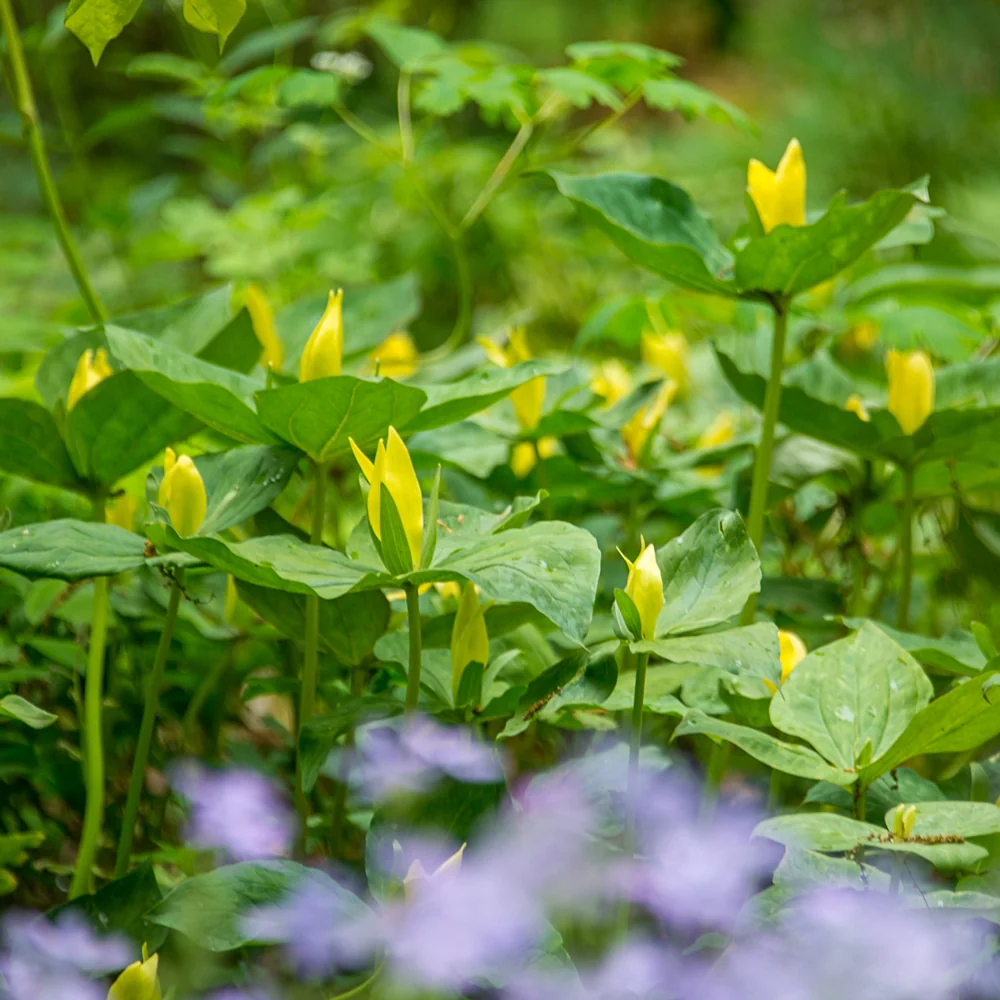 Yellow Trillium - Image 2