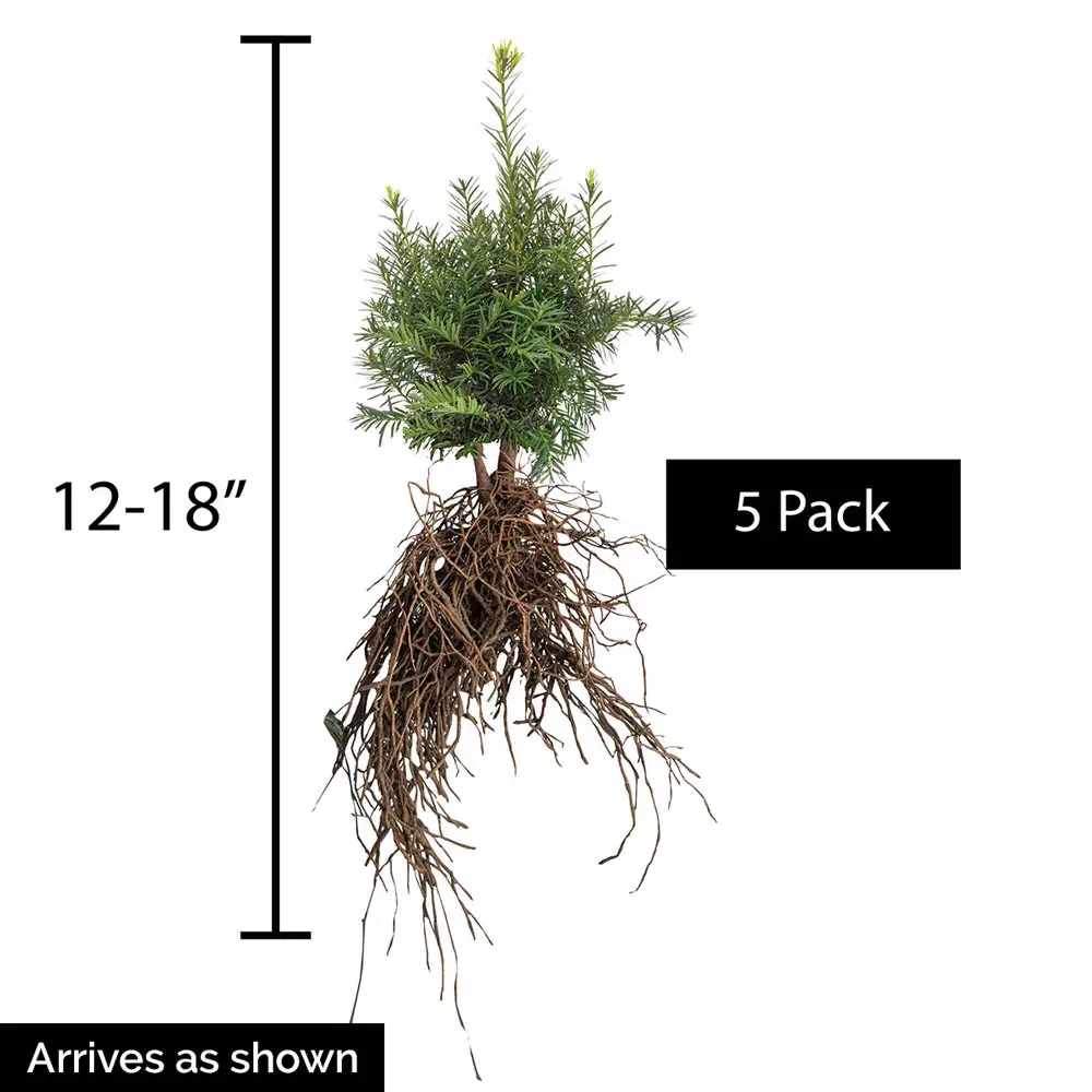 Yew Dark Green Spreader Hedge - Image 2