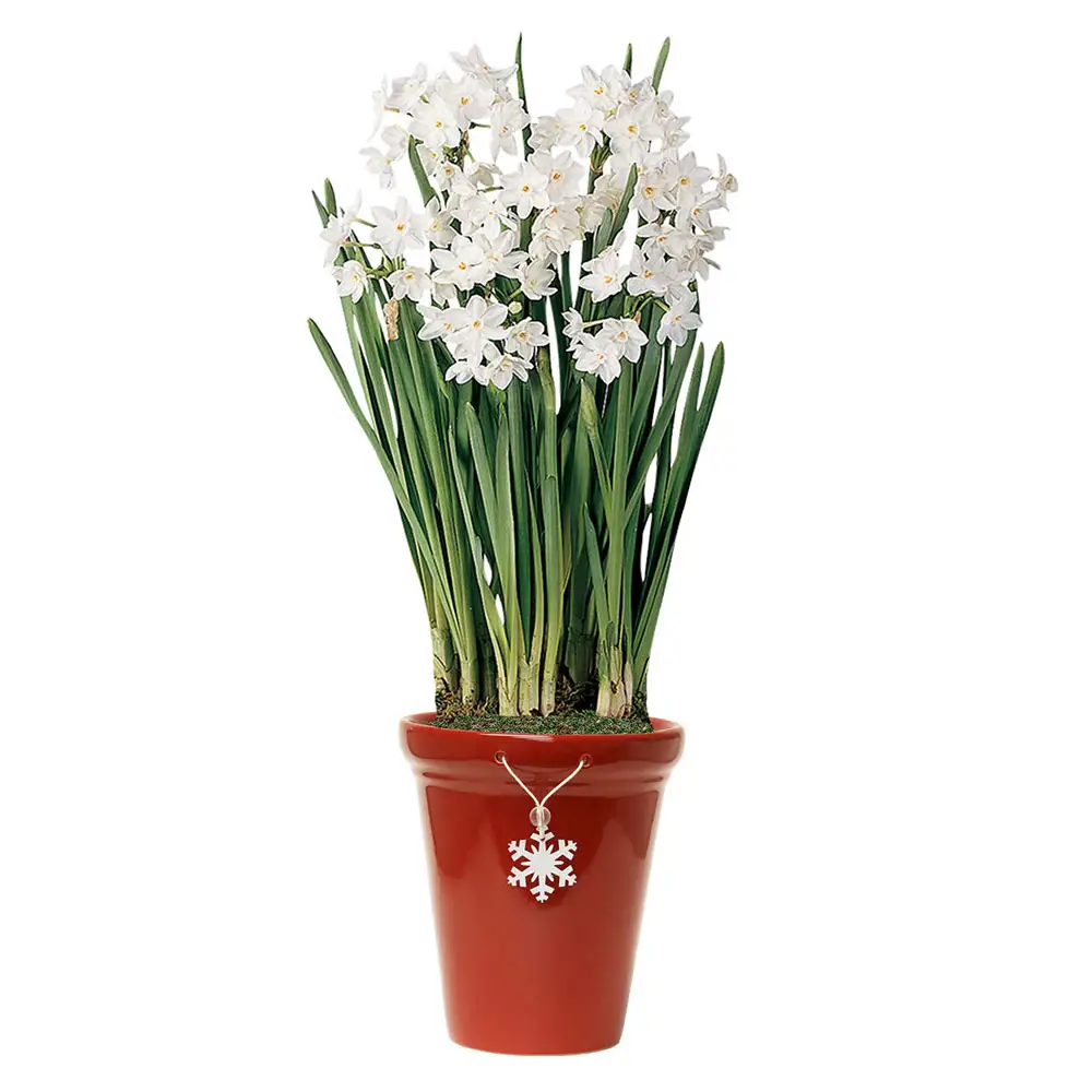 Paperwhite Narcissus Ziva