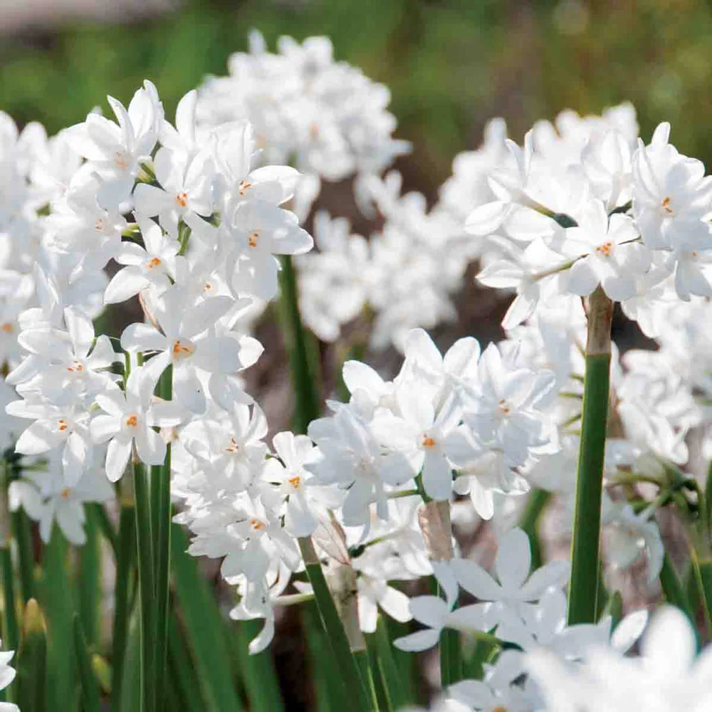 Paperwhite Narcissus Ziva - Image 5