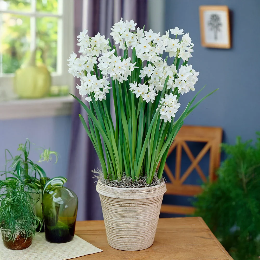 Paperwhite Narcissus Ziva - Image 6